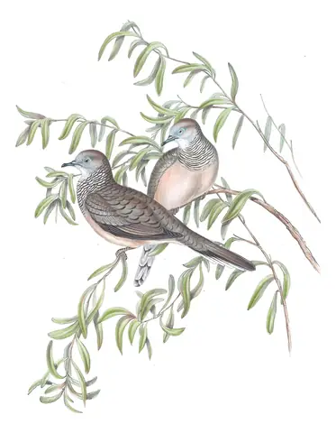 Volume V, plate 73 of Gould's The Birds of Australia: Peaceful Dove (Geopelia placida)
