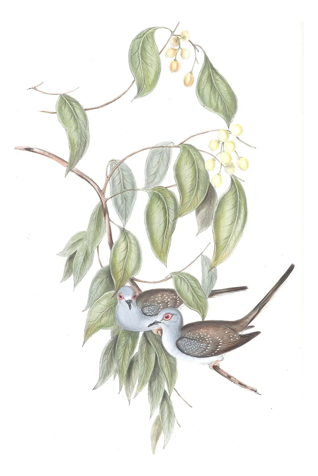 Volume V, plate 74 of Gould's The Birds of Australia: Diamond Dove (Geopelia cuneata)