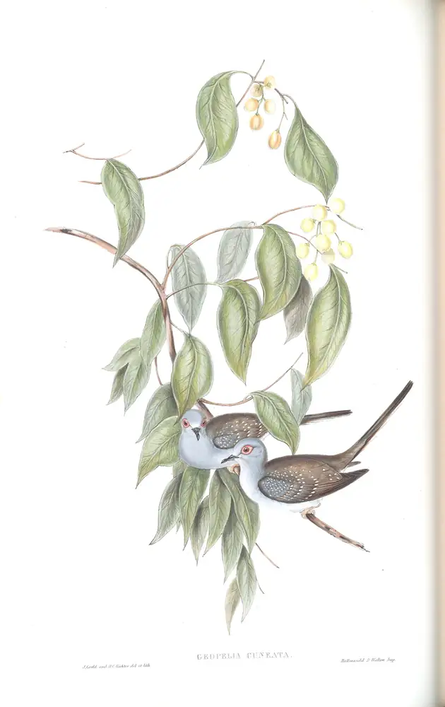 The whole sheet of volume V, plate 74, with its engraved caption