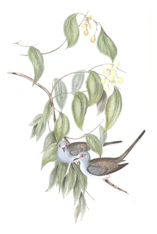 Volume V, plate 74 of Gould's The Birds of Australia: Diamond Dove (Geopelia cuneata)