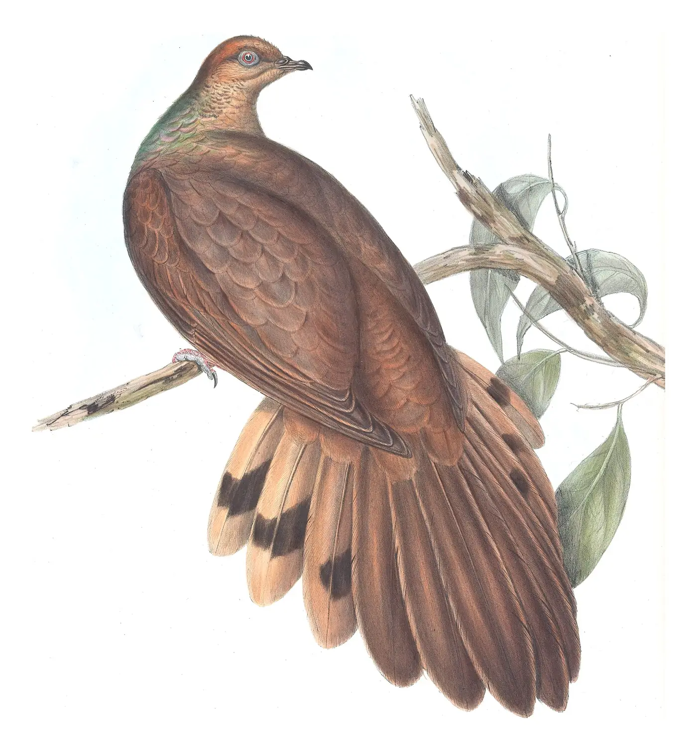 Volume V, plate 75 of Gould's The Birds of Australia: Brown Cuckoo-Dove (Macropygia phasianella)