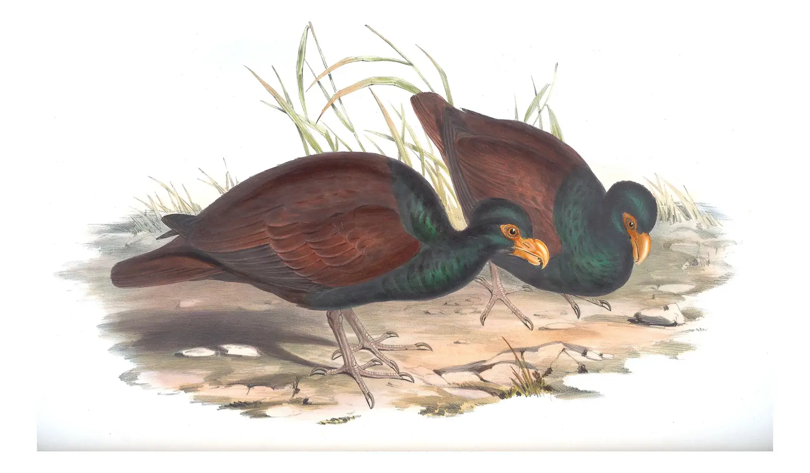 Volume V, plate 76 of Gould's The Birds of Australia: Tooth-billed Pigeon (Didunculus strigirostris)
