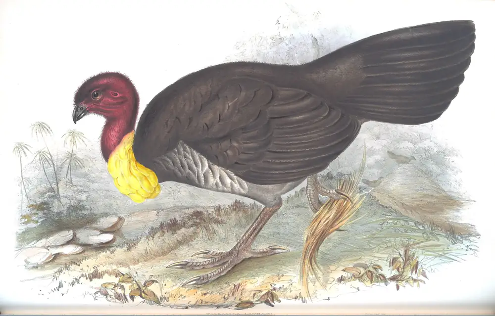 The whole sheet of volume V, plate 77, with its engraved caption