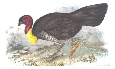 Volume V, plate 77 of Gould's The Birds of Australia: Australian Brushturkey (Alectura lathami)