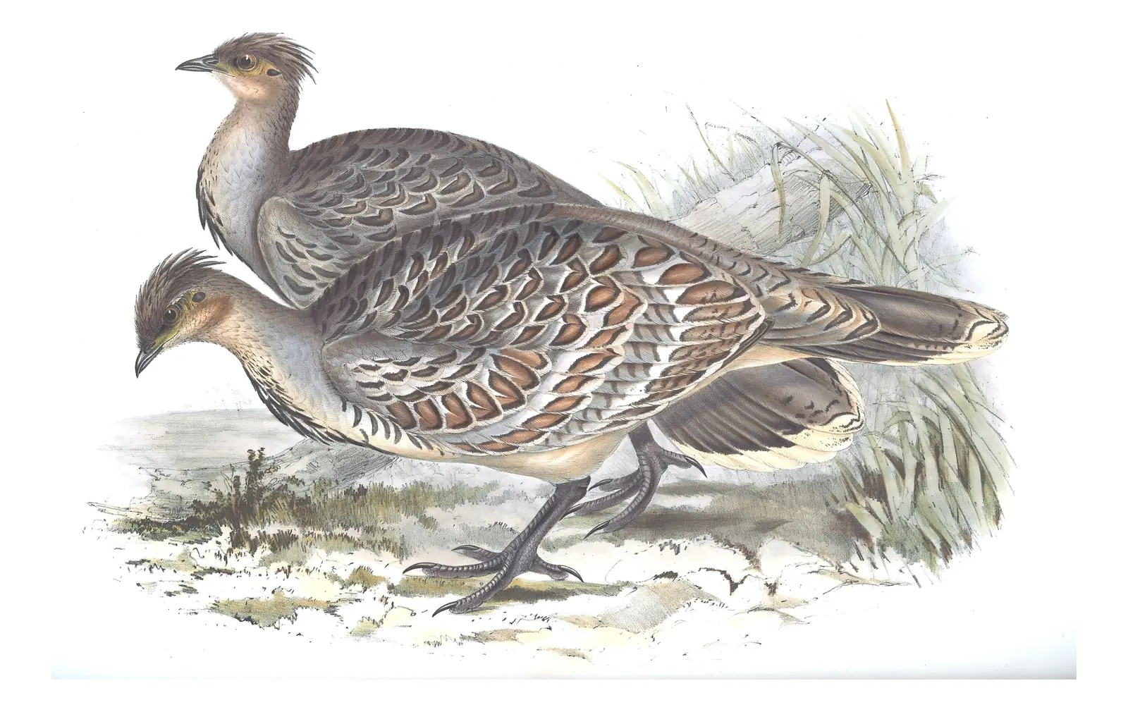 Volume V, plate 78 of Gould's The Birds of Australia: Malleefowl (Leipoa ocellata)