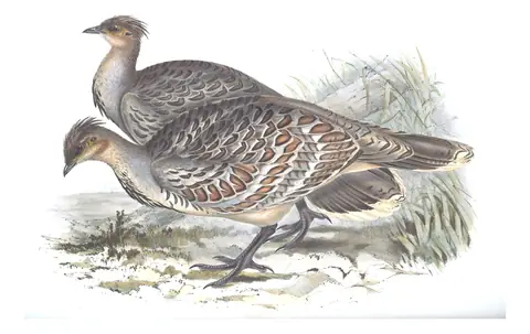 Volume V, plate 78 of Gould's The Birds of Australia: Malleefowl (Leipoa ocellata)