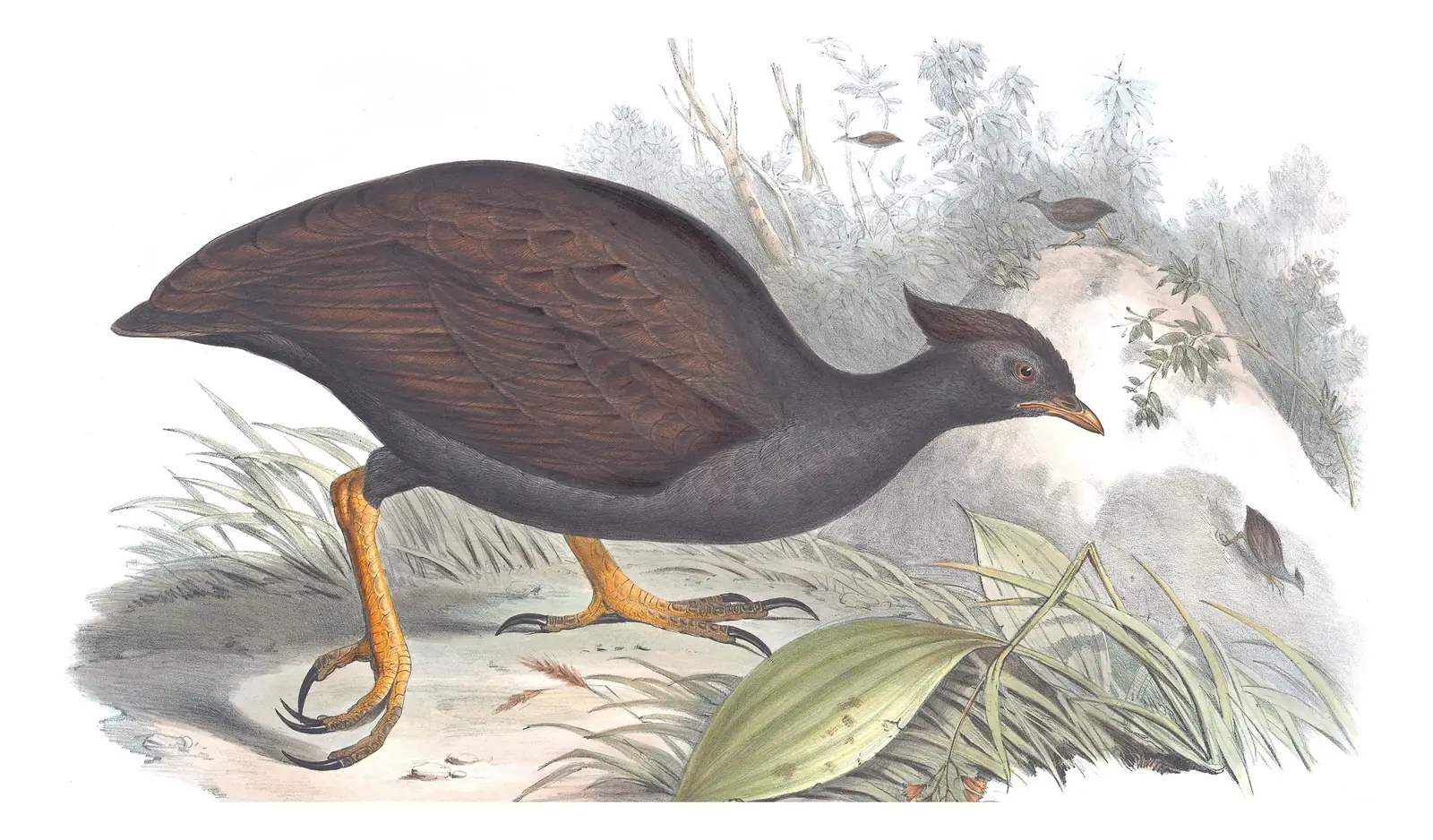 Volume V, plate 79 of Gould's The Birds of Australia: Orange-footed Megapode (Megapodius reinwardt)