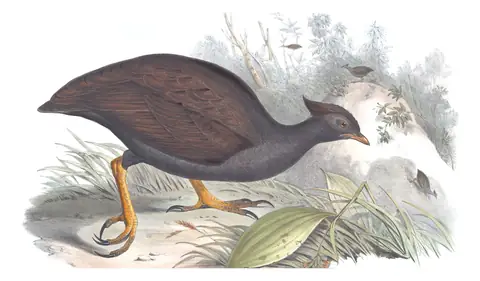 Volume V, plate 79 of Gould's The Birds of Australia: Orange-footed Megapode (Megapodius reinwardt)