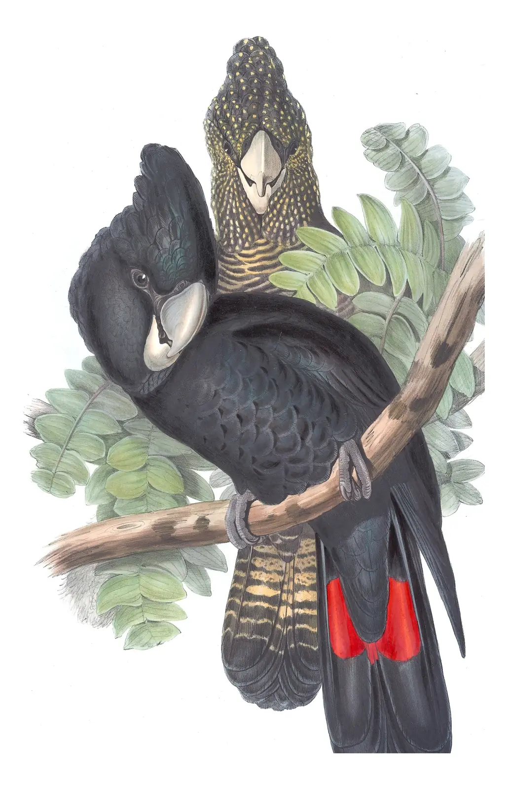 Volume V, plate 8 of Gould's The Birds of Australia: Red-tailed Black-Cockatoo (Calyptorhynchus banksii)