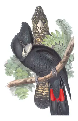 Volume V, plate 8 of Gould's The Birds of Australia: Red-tailed Black-Cockatoo (Calyptorhynchus banksii)