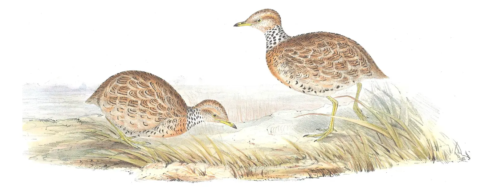 Volume V, plate 80 of Gould's The Birds of Australia: Plains-wanderer (Pedionomus torquatus)