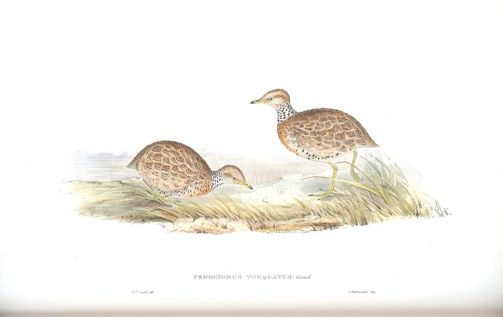 The whole sheet of volume V, plate 80, with its engraved caption