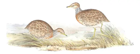 Volume V, plate 80 of Gould's The Birds of Australia: Plains-wanderer (Pedionomus torquatus)