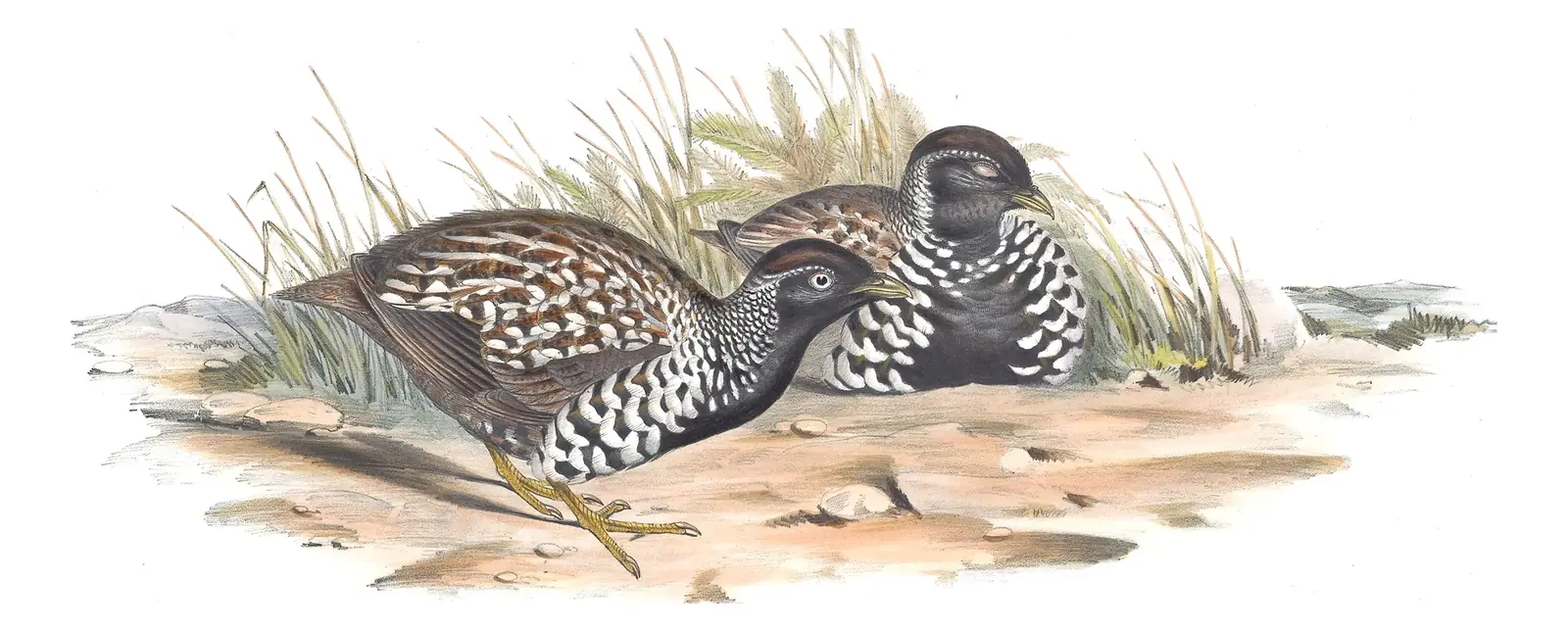Volume V, plate 81 of Gould's The Birds of Australia: Black-breasted Buttonquail (Turnix melanogaster)