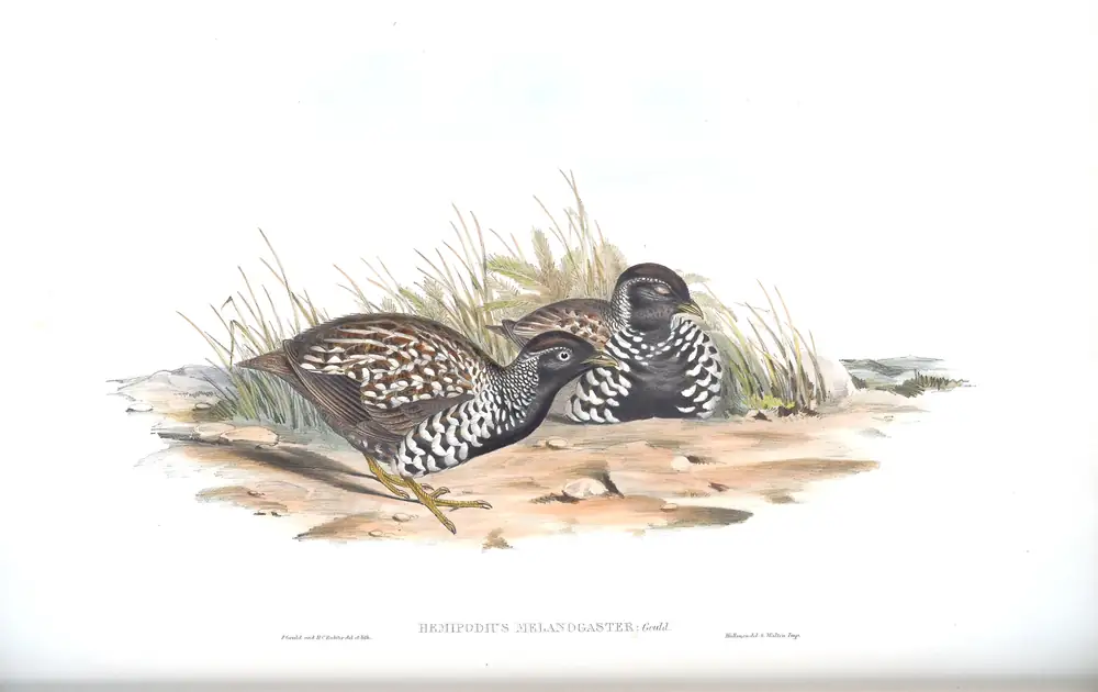 The whole sheet of volume V, plate 81, with its engraved caption