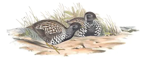 Volume V, plate 81 of Gould's The Birds of Australia: Black-breasted Buttonquail (Turnix melanogaster)