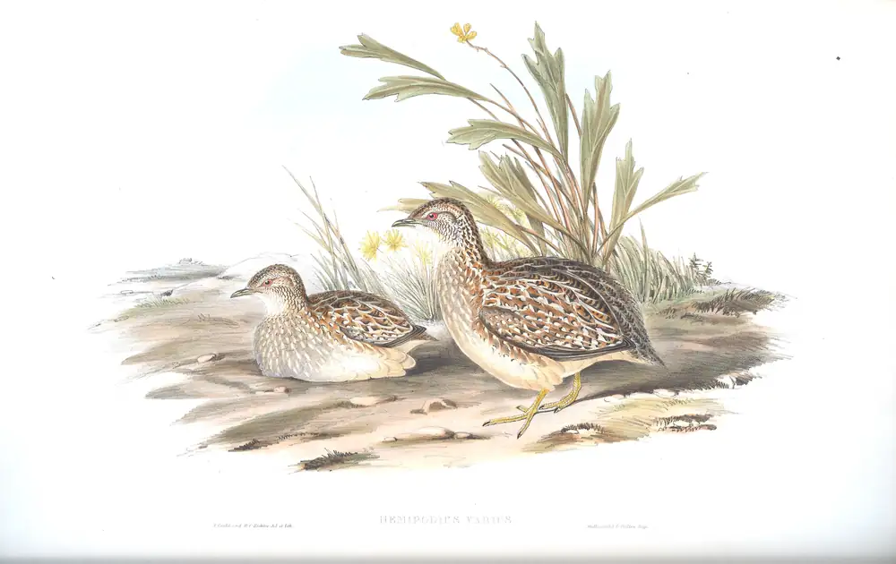 The whole sheet of volume V, plate 82, with its engraved caption