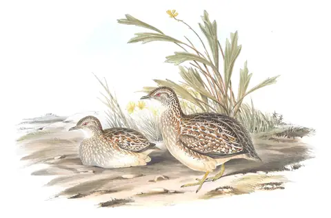 Volume V, plate 82 of Gould's The Birds of Australia: Painted Buttonquail (Turnix varius)