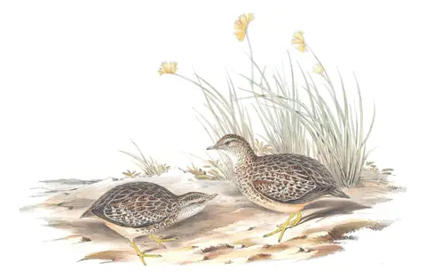 Volume V, plate 83 of Gould's The Birds of Australia: Painted Buttonquail (Turnix varius)