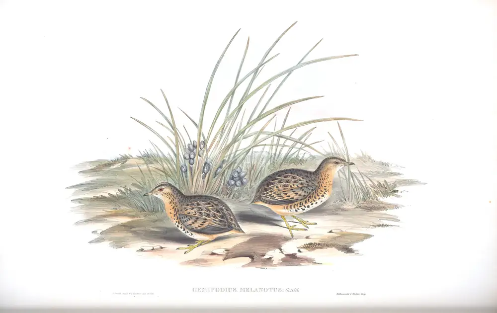 The whole sheet of volume V, plate 84, with its engraved caption
