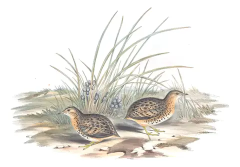 Volume V, plate 84 of Gould's The Birds of Australia: Red-backed Buttonquail (Turnix maculosus)