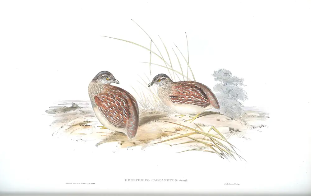 The whole sheet of volume V, plate 85, with its engraved caption