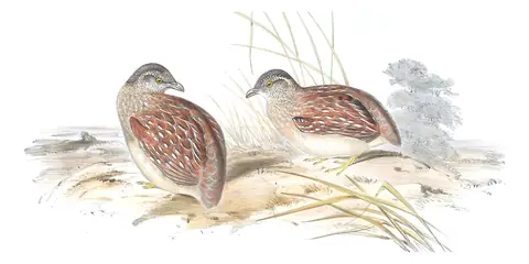 Volume V, plate 85 of Gould's The Birds of Australia: Chestnut-backed Buttonquail (Turnix castanotus)