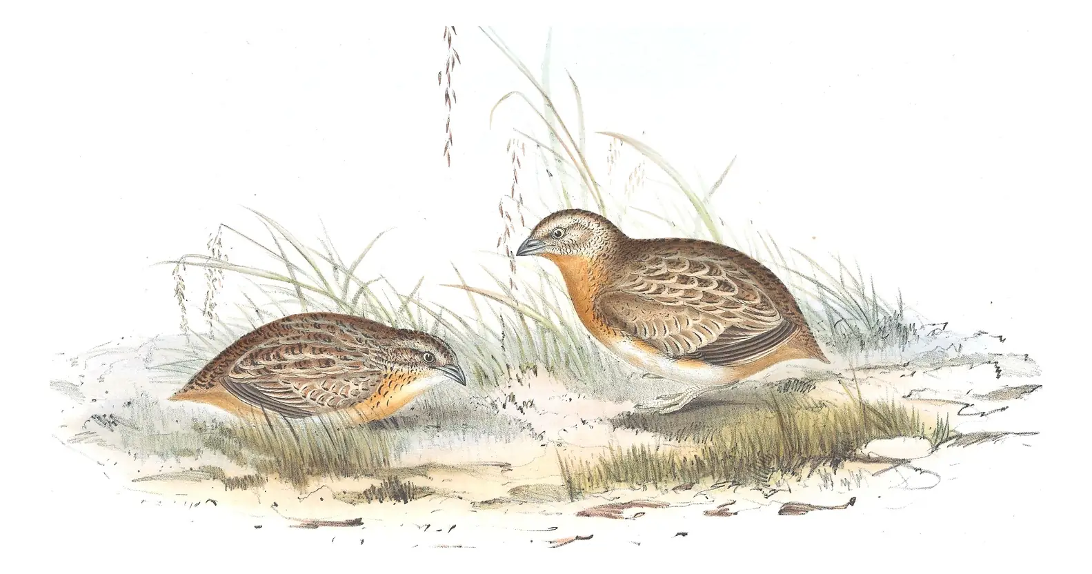 Volume V, plate 86 of Gould's The Birds of Australia: Red-chested Buttonquail (Turnix pyrrhothorax)