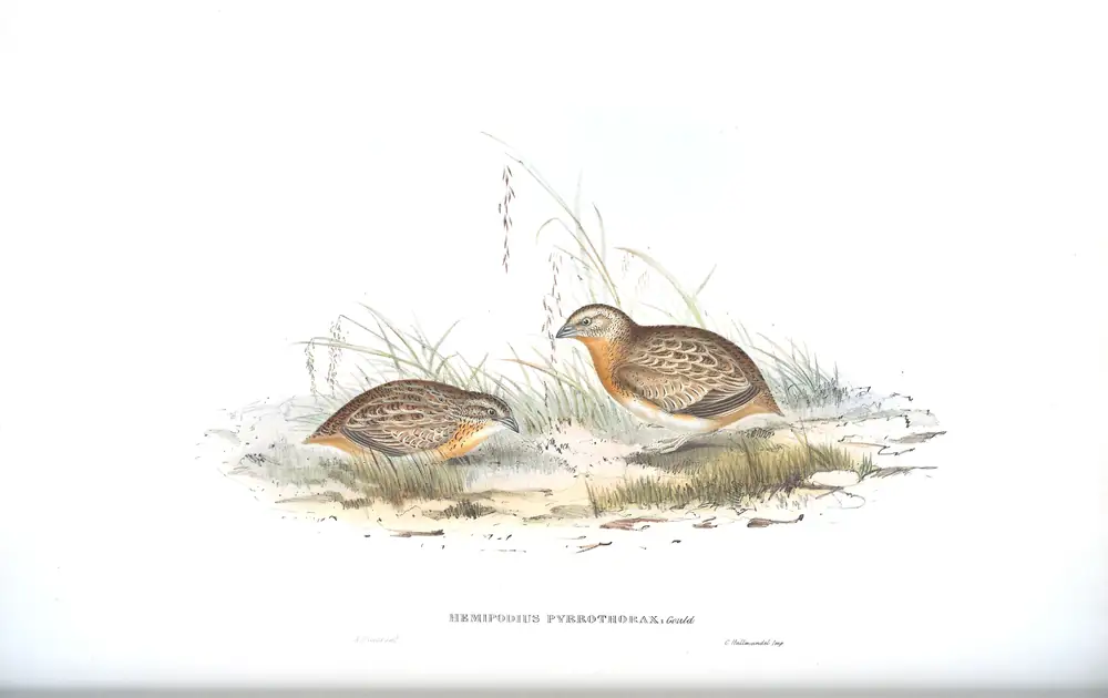 The whole sheet of volume V, plate 86, with its engraved caption