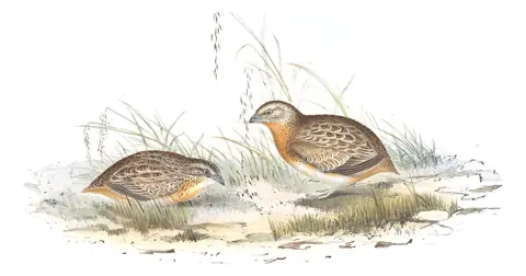 Volume V, plate 86 of Gould's The Birds of Australia: Red-chested Buttonquail (Turnix pyrrhothorax)