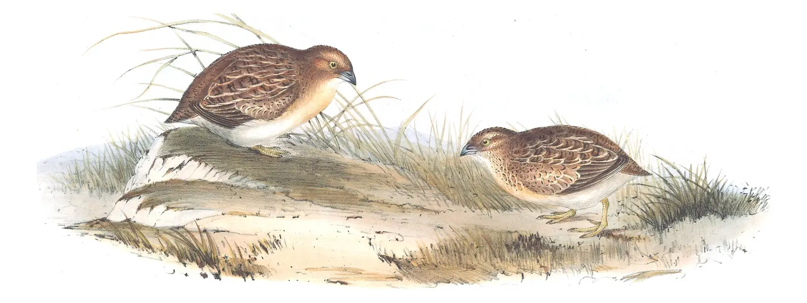 Volume V, plate 87 of Gould's The Birds of Australia: Little Buttonquail (Turnix velox)