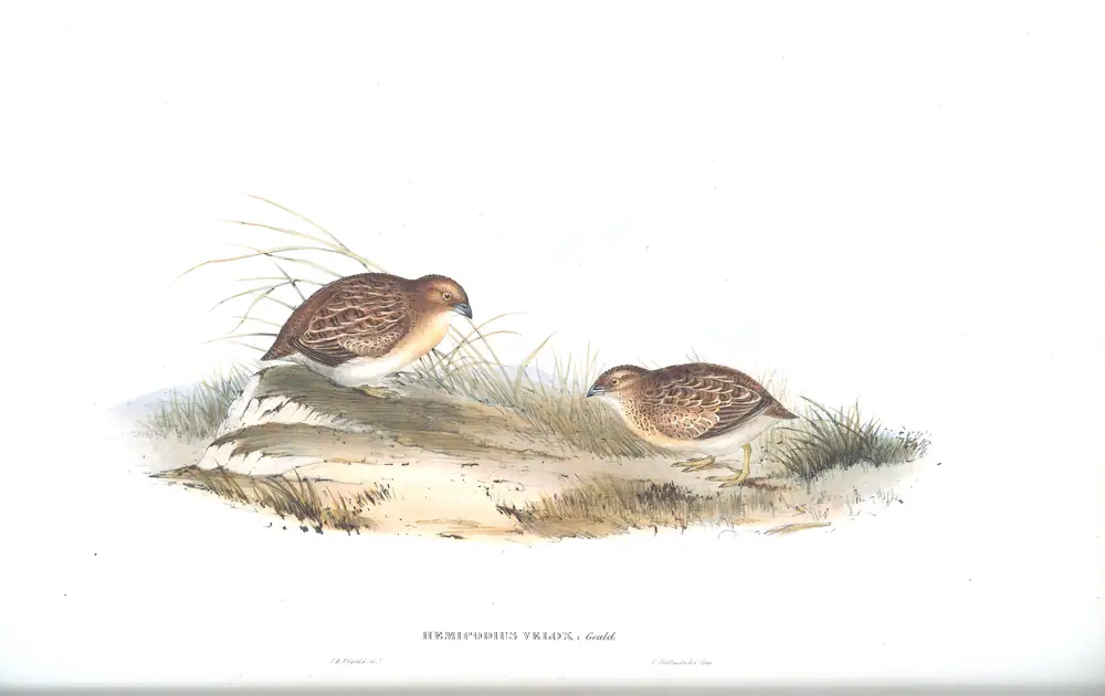 The whole sheet of volume V, plate 87, with its engraved caption