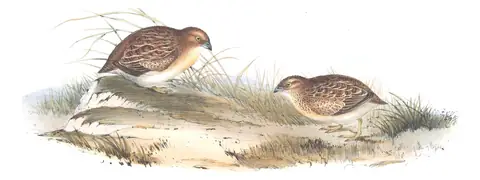 Volume V, plate 87 of Gould's The Birds of Australia: Little Buttonquail (Turnix velox)
