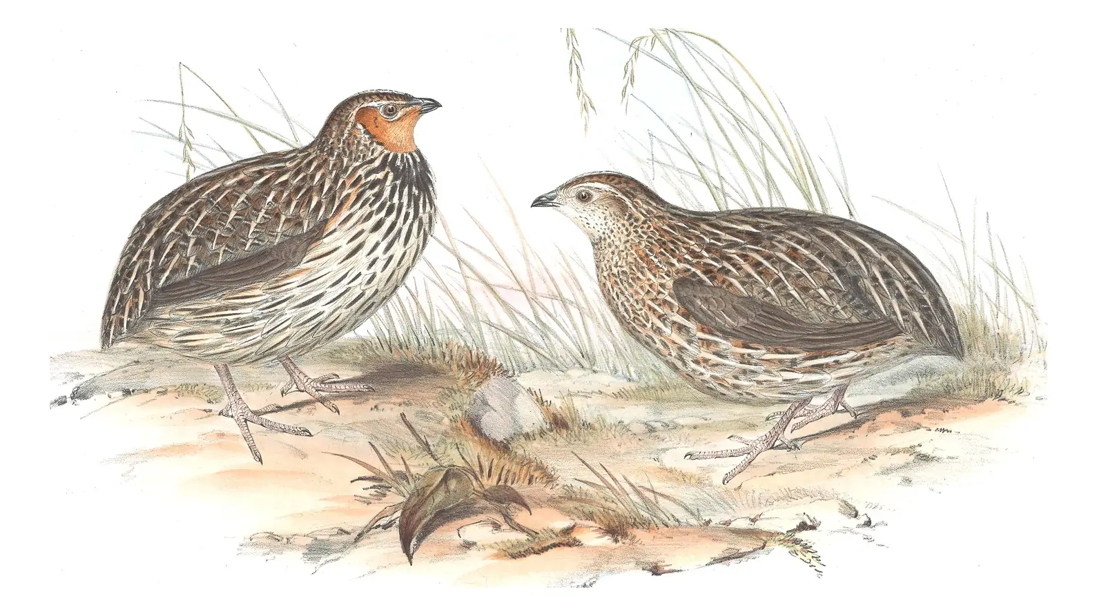 Volume V, plate 88 of Gould's The Birds of Australia: Stubble Quail (Coturnix pectoralis)