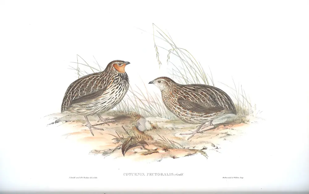 The whole sheet of volume V, plate 88, with its engraved caption