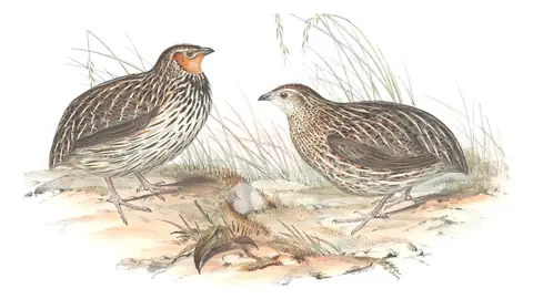 Volume V, plate 88 of Gould's The Birds of Australia: Stubble Quail (Coturnix pectoralis)
