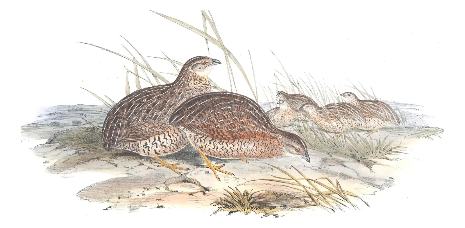 Volume V, plate 89 of Gould's The Birds of Australia: Brown Quail (Synoicus ypsilophorus)