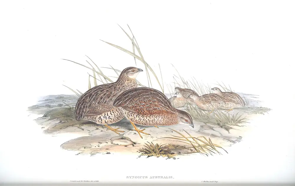 The whole sheet of volume V, plate 89, with its engraved caption