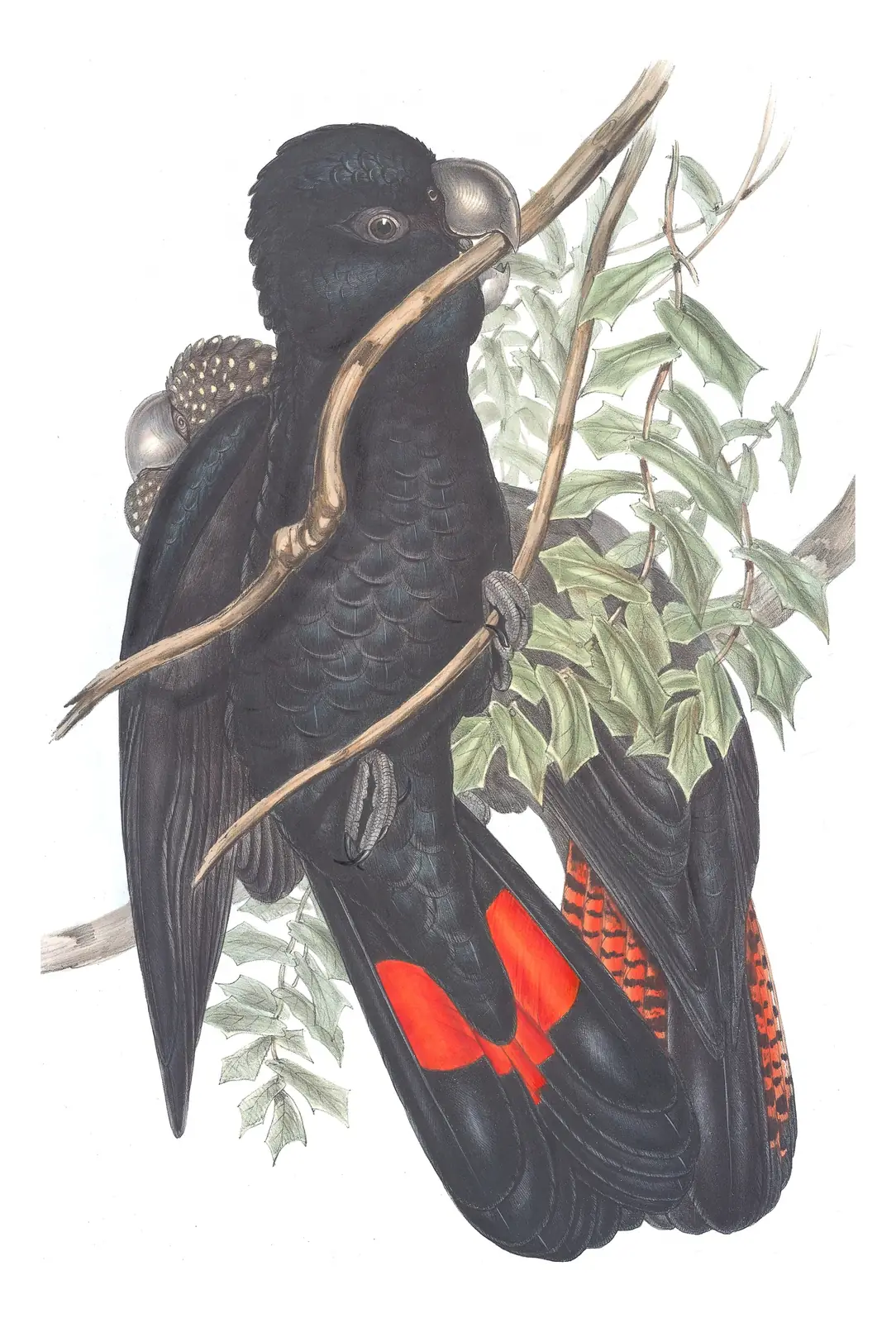 Volume V, plate 9 of Gould's The Birds of Australia: Red-tailed Black-Cockatoo (Calyptorhynchus banksii)