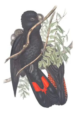 Volume V, plate 9 of Gould's The Birds of Australia: Red-tailed Black-Cockatoo (Calyptorhynchus banksii)