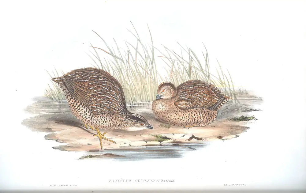 The whole sheet of volume V, plate 90, with its engraved caption