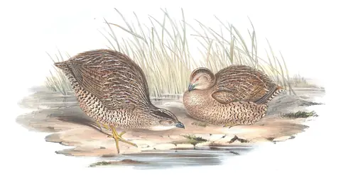 Volume V, plate 90 of Gould's The Birds of Australia: Brown Quail (Synoicus ypsilophorus)