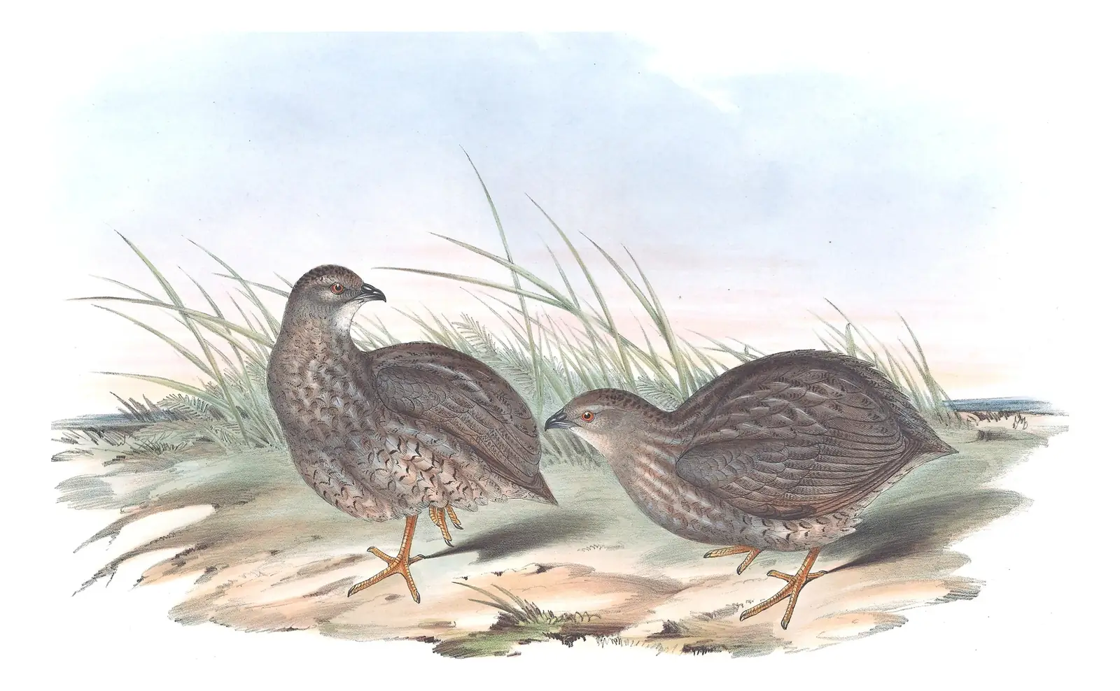 Volume V, plate 91 of Gould's The Birds of Australia: Brown Quail (Synoicus ypsilophorus)