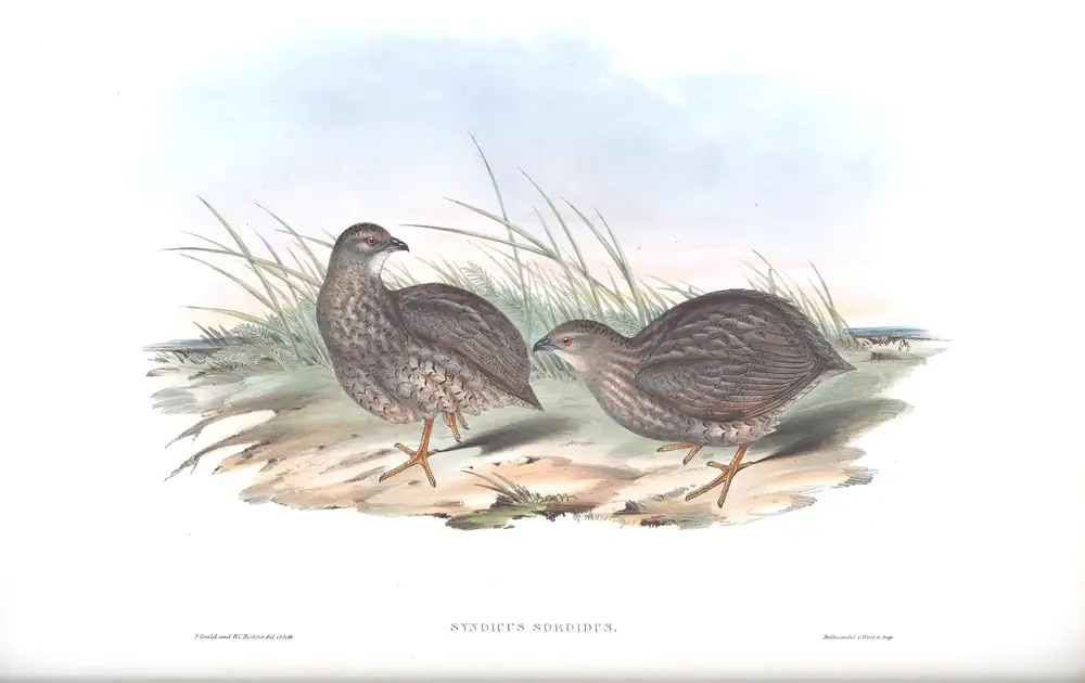 The whole sheet of volume V, plate 91, with its engraved caption