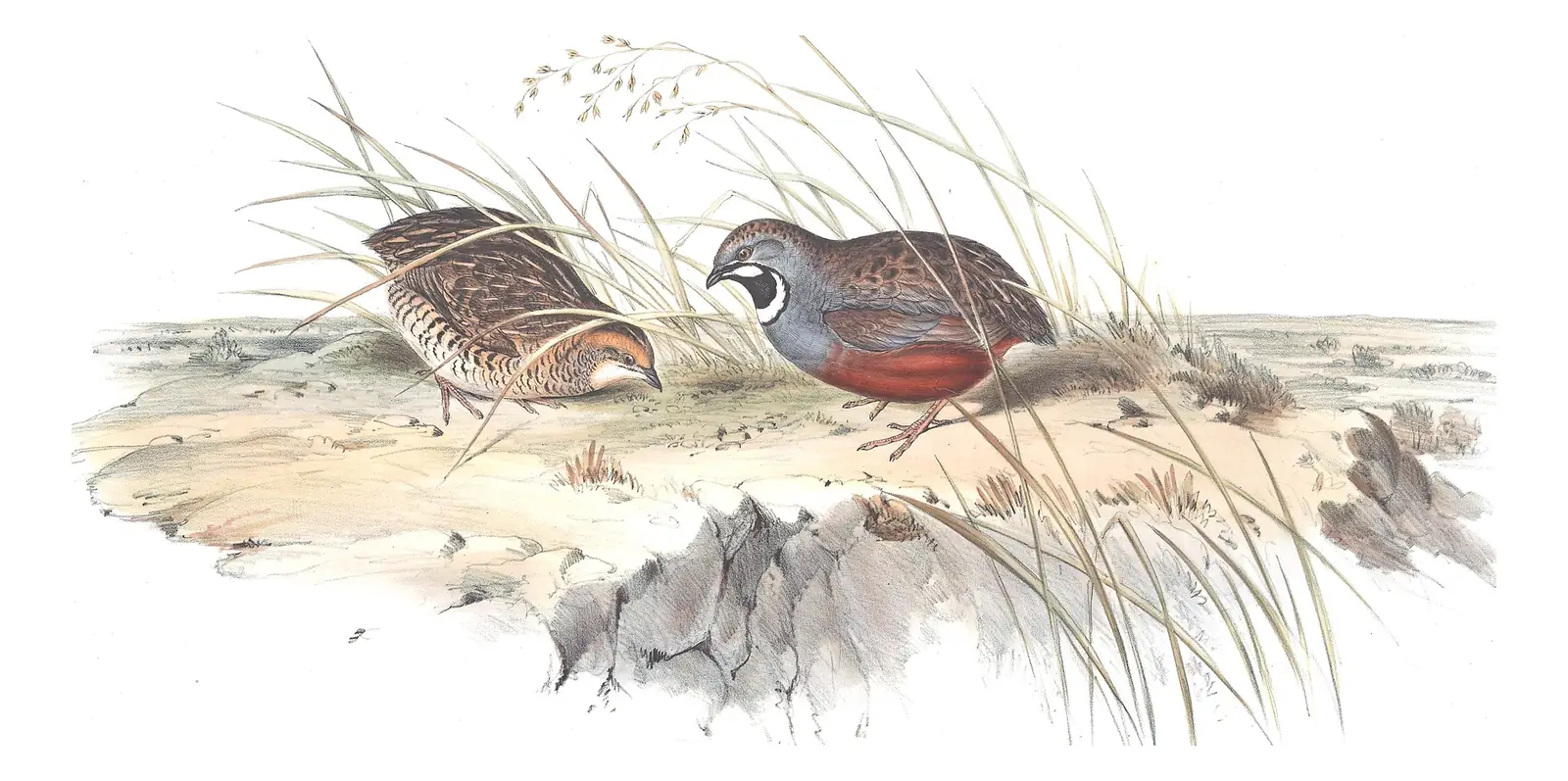 Volume V, plate 92 of Gould's The Birds of Australia: Blue-breasted Quail (Synoicus chinensis)