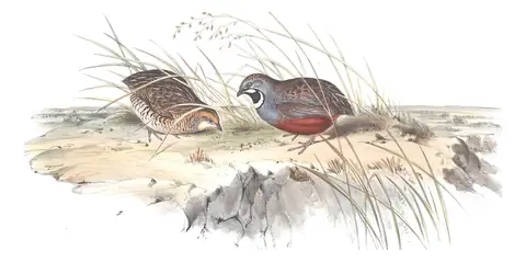 Volume V, plate 92 of Gould's The Birds of Australia: Blue-breasted Quail (Synoicus chinensis)