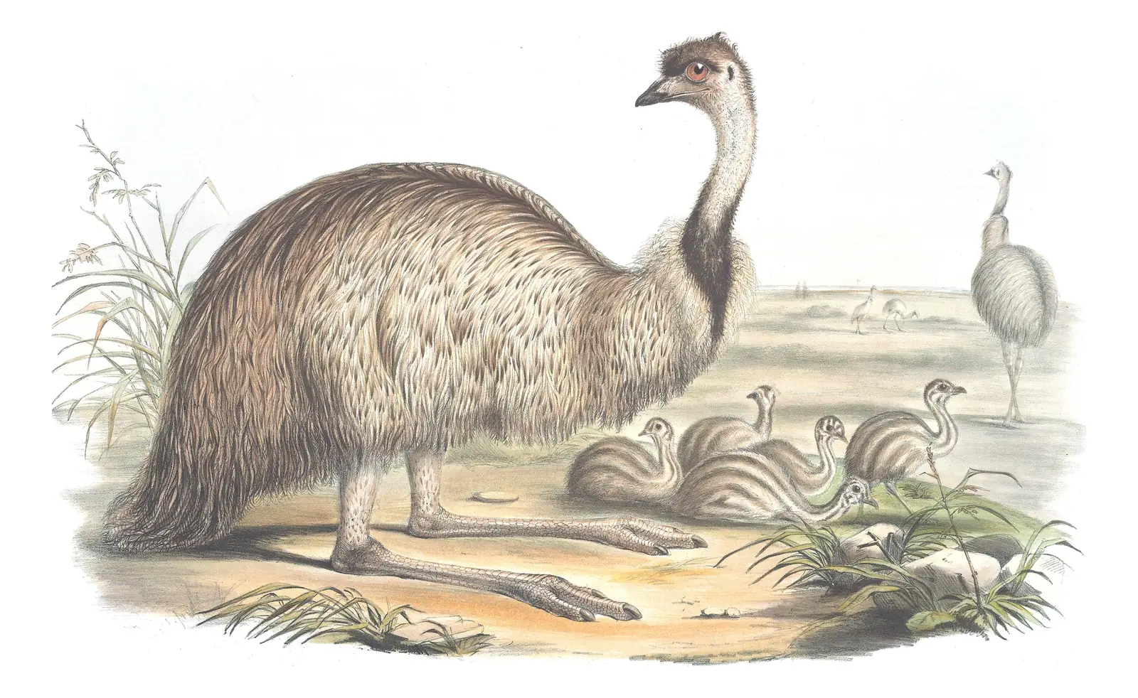 Volume VI, plate 1 of Gould's The Birds of Australia: Emu (Dromaius novaehollandiae)