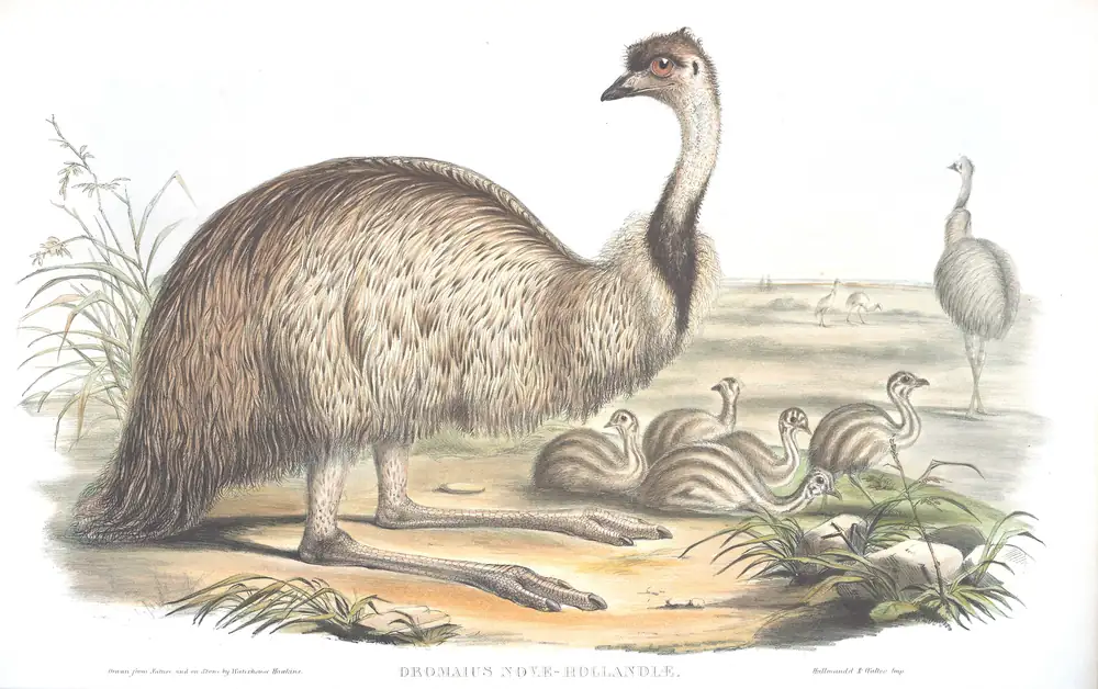 The whole sheet of volume VI, plate 1, with its engraved caption