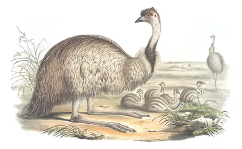 Volume VI, plate 1 of Gould's The Birds of Australia: Emu (Dromaius novaehollandiae)