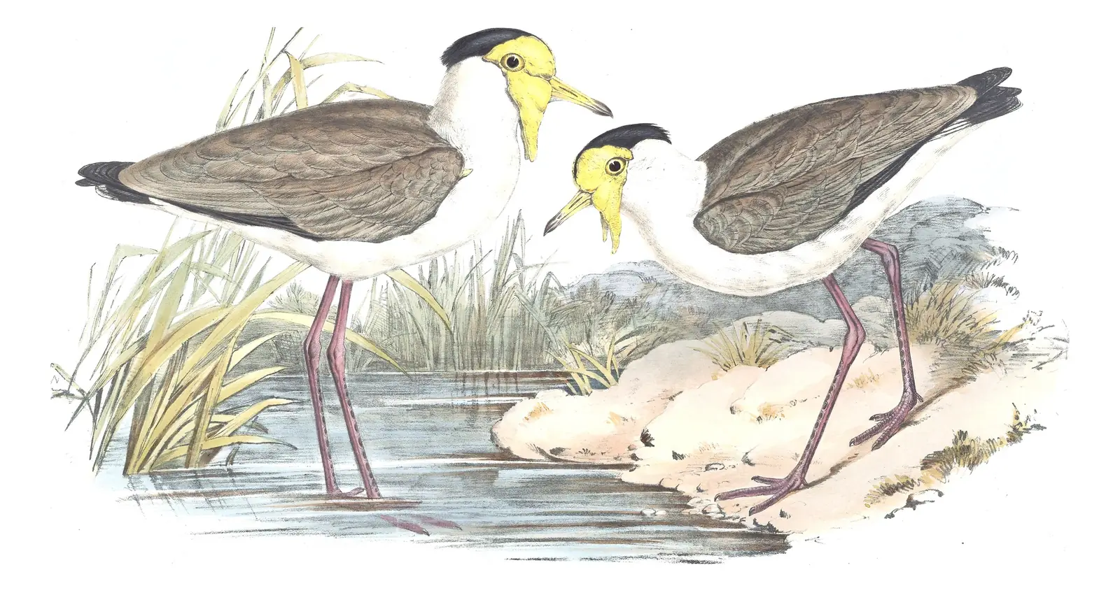 Volume VI, plate 10 of Gould's The Birds of Australia: Masked Lapwing (Vanellus miles)